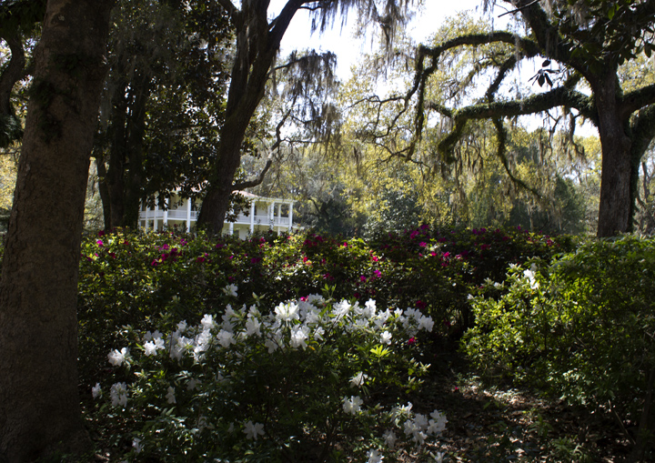 edenazaleas