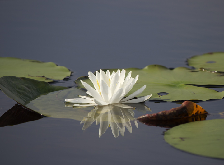 waterlily