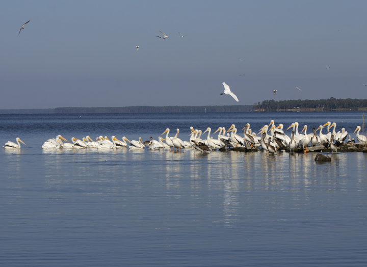 whitepelicans